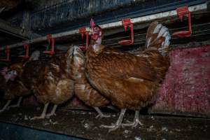 Free-Range Eggs Investigation 2025 - Farm Pride supplies free range and cage free eggs to major supermarkets under their own brand and is also a supplier for Coles brand free range eggs. Their Bears Lagoon farm supplies free range eggs from a system described by The Age as 'intensive free-range farming.'
In these sheds tens of thousands of birds struggle for space in filthy sheds. Hens showed evidence of reproductive illnesses and feather pecking, including missing feathers from their wings and necks. One chicken was filmed with a twisted, deformed leg, while others showed clear signs of being bullied by being pecked by other chickens.
On this farm investigators entered an empty shed where hens had been 'depopulated,' to be taken to slaughter. Two chickens had been left behind and were found huddled in the empty stacks, missing almost all of the feathers from their backs and necks. In another shed hens were found to be laying jelly-like, soft shelled eggs, an indication of nutrition deficiencies and stress. Hens would fight to eat these eggs, a valuable source of calcium in their otherwise deprived diets. - Captured at Farm Pride Bears Lagoon - Site 1, Bears Lagoon VIC Australia.