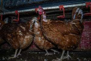 Hen with missing feathers on neck - Farm Pride supplies free range and cage free eggs to major supermarkets under their own brand and is also a supplier for Coles brand free range eggs. Their Bears Lagoon farm supplies free range eggs from a system described by The Age as 'intensive free-range farming.'
In these sheds tens of thousands of birds struggle for space in filthy sheds. Hens showed evidence of reproductive illnesses and feather pecking, including missing feathers from their wings and necks. One chicken was filmed with a twisted, deformed leg, while others showed clear signs of being bullied by being pecked by other chickens.
On this farm investigators entered an empty shed where hens had been 'depopulated,' to be taken to slaughter. Two chickens had been left behind and were found huddled in the empty stacks, missing almost all of the feathers from their backs and necks. In another shed hens were found to be laying jelly-like, soft shelled eggs, an indication of nutrition deficiencies and stress. Hens would fight to eat these eggs, a valuable source of calcium in their otherwise deprived diets. - Captured at Farm Pride Bears Lagoon - Site 1, Bears Lagoon VIC Australia.