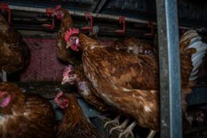 Free-Range Eggs Investigation 2025 - Farm Pride supplies free range and cage free eggs to major supermarkets under their own brand and is also a supplier for Coles brand free range eggs. Their Bears Lagoon farm supplies free range eggs from a system described by The Age as 'intensive free-range farming.'
In these sheds tens of thousands of birds struggle for space in filthy sheds. Hens showed evidence of reproductive illnesses and feather pecking, including missing feathers from their wings and necks. One chicken was filmed with a twisted, deformed leg, while others showed clear signs of being bullied by being pecked by other chickens.
On this farm investigators entered an empty shed where hens had been 'depopulated,' to be taken to slaughter. Two chickens had been left behind and were found huddled in the empty stacks, missing almost all of the feathers from their backs and necks. In another shed hens were found to be laying jelly-like, soft shelled eggs, an indication of nutrition deficiencies and stress. Hens would fight to eat these eggs, a valuable source of calcium in their otherwise deprived diets. - Captured at Farm Pride Bears Lagoon - Site 1, Bears Lagoon VIC Australia.