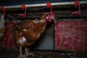 Free-Range Eggs Investigation 2025 - Farm Pride supplies free range and cage free eggs to major supermarkets under their own brand and is also a supplier for Coles brand free range eggs. Their Bears Lagoon farm supplies free range eggs from a system described by The Age as 'intensive free-range farming.'

In these sheds tens of thousands of birds struggle for space in filthy sheds. Hens showed evidence of reproductive illnesses and feather pecking, including missing feathers from their wings and necks. One chicken was filmed with a twisted, deformed leg, while others showed clear signs of being bullied by being pecked by other chickens.

On this farm investigators entered an empty shed where hens had been 'depopulated,' to be taken to slaughter. Two chickens had been left behind and were found huddled in the empty stacks, missing almost all of the feathers from their backs and necks. In another shed hens were found to be laying jelly-like, soft shelled eggs, an indication of nutrition deficiencies and stress. Hens would fight to eat these eggs, a valuable source of calcium in their otherwise deprived diets. - Captured at Farm Pride Bears Lagoon - Site 1, Bears Lagoon VIC Australia.