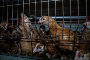 Young hens in battery cage - Photographs taken at the Farm Pride pullet farm, next door to their free-range egg farm.
Although described as 'free-range' young hens, known as pullets, were discovered confined to battery cages, strikingly similar to those found on cage egg farms. Hens are introduced into the laying sheds at between 18-20 weeks and will remain there until their laying slows at 12-18 months old. This means that, for up to a quarter of their life, these 'free-range' chickens will live in small, wire cages with no access to the outdoors. 18 months old 'spent' hens are sent to the slaughterhouse where they will be killed and turned into cheap meat products.
- Captured at Farm Pride Bears Lagoon - Pullet raising, Bears Lagoon VIC Australia.