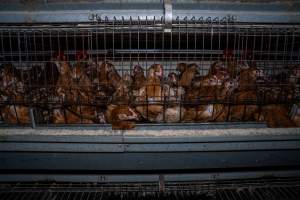Young hens in battery cage - Photographs taken at the Farm Pride pullet farm, next door to their free-range egg farm.
Although described as 'free-range' young hens, known as pullets, were discovered confined to battery cages, strikingly similar to those found on cage egg farms. Hens are introduced into the laying sheds at between 18-20 weeks and will remain there until their laying slows at 12-18 months old. This means that, for up to a quarter of their life, these 'free-range' chickens will live in small, wire cages with no access to the outdoors. 18 months old 'spent' hens are sent to the slaughterhouse where they will be killed and turned into cheap meat products.
- Captured at Farm Pride Bears Lagoon - Pullet raising, Bears Lagoon VIC Australia.