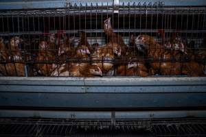 Young hens in battery cage - Photographs taken at the Farm Pride pullet farm, next door to their free-range egg farm.
Although described as 'free-range' young hens, known as pullets, were discovered confined to battery cages, strikingly similar to those found on cage egg farms. Hens are introduced into the laying sheds at between 18-20 weeks and will remain there until their laying slows at 12-18 months old. This means that, for up to a quarter of their life, these 'free-range' chickens will live in small, wire cages with no access to the outdoors. 18 months old 'spent' hens are sent to the slaughterhouse where they will be killed and turned into cheap meat products.
- Captured at Farm Pride Bears Lagoon - Pullet raising, Bears Lagoon VIC Australia.