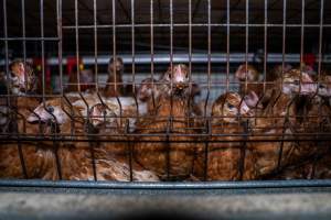 Young hens in battery cage - Photographs taken at the Farm Pride pullet farm, next door to their free-range egg farm.
Although described as 'free-range' young hens, known as pullets, were discovered confined to battery cages, strikingly similar to those found on cage egg farms. Hens are introduced into the laying sheds at between 18-20 weeks and will remain there until their laying slows at 12-18 months old. This means that, for up to a quarter of their life, these 'free-range' chickens will live in small, wire cages with no access to the outdoors. 18 months old 'spent' hens are sent to the slaughterhouse where they will be killed and turned into cheap meat products.
- Captured at Farm Pride Bears Lagoon - Pullet raising, Bears Lagoon VIC Australia.