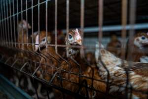 Young hens in battery cage - Photographs taken at the Farm Pride pullet farm, next door to their free-range egg farm.
Although described as 'free-range' young hens, known as pullets, were discovered confined to battery cages, strikingly similar to those found on cage egg farms. Hens are introduced into the laying sheds at between 18-20 weeks and will remain there until their laying slows at 12-18 months old. This means that, for up to a quarter of their life, these 'free-range' chickens will live in small, wire cages with no access to the outdoors. 18 months old 'spent' hens are sent to the slaughterhouse where they will be killed and turned into cheap meat products.
- Captured at Farm Pride Bears Lagoon - Pullet raising, Bears Lagoon VIC Australia.