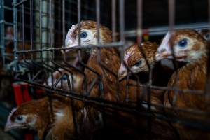 Young hens in battery cage - Photographs taken at the Farm Pride pullet farm, next door to their free-range egg farm.
Although described as 'free-range' young hens, known as pullets, were discovered confined to battery cages, strikingly similar to those found on cage egg farms. Hens are introduced into the laying sheds at between 18-20 weeks and will remain there until their laying slows at 12-18 months old. This means that, for up to a quarter of their life, these 'free-range' chickens will live in small, wire cages with no access to the outdoors. 18 months old 'spent' hens are sent to the slaughterhouse where they will be killed and turned into cheap meat products.
- Captured at Farm Pride Bears Lagoon - Pullet raising, Bears Lagoon VIC Australia.