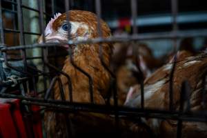Young hens in battery cage - Photographs taken at the Farm Pride pullet farm, next door to their free-range egg farm.
Although described as 'free-range' young hens, known as pullets, were discovered confined to battery cages, strikingly similar to those found on cage egg farms. Hens are introduced into the laying sheds at between 18-20 weeks and will remain there until their laying slows at 12-18 months old. This means that, for up to a quarter of their life, these 'free-range' chickens will live in small, wire cages with no access to the outdoors. 18 months old 'spent' hens are sent to the slaughterhouse where they will be killed and turned into cheap meat products.
- Captured at Farm Pride Bears Lagoon - Pullet raising, Bears Lagoon VIC Australia.