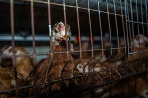 Young hens in battery cage - Photographs taken at the Farm Pride pullet farm, next door to their free-range egg farm.
Although described as 'free-range' young hens, known as pullets, were discovered confined to battery cages, strikingly similar to those found on cage egg farms. Hens are introduced into the laying sheds at between 18-20 weeks and will remain there until their laying slows at 12-18 months old. This means that, for up to a quarter of their life, these 'free-range' chickens will live in small, wire cages with no access to the outdoors. 18 months old 'spent' hens are sent to the slaughterhouse where they will be killed and turned into cheap meat products.
- Captured at Farm Pride Bears Lagoon - Pullet raising, Bears Lagoon VIC Australia.