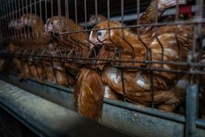 Young hens in battery cage - Photographs taken at the Farm Pride pullet farm, next door to their free-range egg farm.
Although described as 'free-range' young hens, known as pullets, were discovered confined to battery cages, strikingly similar to those found on cage egg farms. Hens are introduced into the laying sheds at between 18-20 weeks and will remain there until their laying slows at 12-18 months old. This means that, for up to a quarter of their life, these 'free-range' chickens will live in small, wire cages with no access to the outdoors. 18 months old 'spent' hens are sent to the slaughterhouse where they will be killed and turned into cheap meat products.
- Captured at Farm Pride Bears Lagoon - Pullet raising, Bears Lagoon VIC Australia.