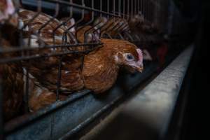 Young hen poking head through cage bars - Photographs taken at the Farm Pride pullet farm, next door to their free-range egg farm.
Although described as 'free-range' young hens, known as pullets, were discovered confined to battery cages, strikingly similar to those found on cage egg farms. Hens are introduced into the laying sheds at between 18-20 weeks and will remain there until their laying slows at 12-18 months old. This means that, for up to a quarter of their life, these 'free-range' chickens will live in small, wire cages with no access to the outdoors. 18 months old 'spent' hens are sent to the slaughterhouse where they will be killed and turned into cheap meat products.
- Captured at Farm Pride Bears Lagoon - Pullet raising, Bears Lagoon VIC Australia.