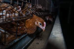 Young hen poking head through cage bars - Photographs taken at the Farm Pride pullet farm, next door to their free-range egg farm.
Although described as 'free-range' young hens, known as pullets, were discovered confined to battery cages, strikingly similar to those found on cage egg farms. Hens are introduced into the laying sheds at between 18-20 weeks and will remain there until their laying slows at 12-18 months old. This means that, for up to a quarter of their life, these 'free-range' chickens will live in small, wire cages with no access to the outdoors. 18 months old 'spent' hens are sent to the slaughterhouse where they will be killed and turned into cheap meat products.
- Captured at Farm Pride Bears Lagoon - Pullet raising, Bears Lagoon VIC Australia.