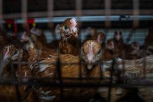 Young hen in battery cage - Photographs taken at the Farm Pride pullet farm, next door to their free-range egg farm.
Although described as 'free-range' young hens, known as pullets, were discovered confined to battery cages, strikingly similar to those found on cage egg farms. Hens are introduced into the laying sheds at between 18-20 weeks and will remain there until their laying slows at 12-18 months old. This means that, for up to a quarter of their life, these 'free-range' chickens will live in small, wire cages with no access to the outdoors. 18 months old 'spent' hens are sent to the slaughterhouse where they will be killed and turned into cheap meat products.
- Captured at Farm Pride Bears Lagoon - Pullet raising, Bears Lagoon VIC Australia.