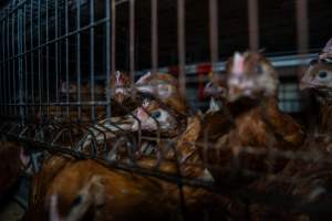 Young hens in battery cage - Photographs taken at the Farm Pride pullet farm, next door to their free-range egg farm.
Although described as 'free-range' young hens, known as pullets, were discovered confined to battery cages, strikingly similar to those found on cage egg farms. Hens are introduced into the laying sheds at between 18-20 weeks and will remain there until their laying slows at 12-18 months old. This means that, for up to a quarter of their life, these 'free-range' chickens will live in small, wire cages with no access to the outdoors. 18 months old 'spent' hens are sent to the slaughterhouse where they will be killed and turned into cheap meat products.
- Captured at Farm Pride Bears Lagoon - Pullet raising, Bears Lagoon VIC Australia.