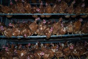 Free-range shed - With farms across Central and Northern Victoria, Valley Park Farms proudly markets themselves as being truly free range, no exceptions. On visiting their properties in the North Central Victorian town of Seymour however, we were met with a sight far from the image of 'happy hens' painted on their packaging.
At Valley Park Farms, tens of thousands of hens live in crowded, filthy sheds with only metal bars to perch on. Naturally, hens seek high places to roost but, in these cramped conditions, they are forced to fight for space on one of the faeces encrusted poles, which are arranged in tiers from the floor to the ceiling.
Hens were found with open wounds, likely from fighting and feather pecking, a symptom of overcrowded sheds. Many hens were missing feathers from their necks, tails and wings, also indicative of cramped sheds with no stimulation. To prevent feather pecking, newborn chicks have their beaks cut, either with a hot blade or a laser. However pecking and cannibalisation are still common, especially in cage free and free range systems.
The sickest and weakest hens sheltered underneath the stacks of perches and nesting boxes. Here, many also lay eggs and could be seen attempting to build nests and sit on eggs.
Egg laying hens are killed at 12-18 months of age, when their egg production begins to slow. Many don't make it that long. At Valley Park investigators found dead hens decomposing in the sheds, as well as bins of the dead, carelessly discarded alongside rubbish. A pile outside one of the sheds was full of bones and feathers. - Captured at Valley Park Seymour Farm 1 (Fyfe Family Eggs), Seymour VIC Australia.