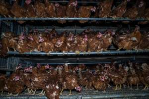 Free-range shed - With farms across Central and Northern Victoria, Valley Park Farms proudly markets themselves as being truly free range, no exceptions. On visiting their properties in the North Central Victorian town of Seymour however, we were met with a sight far from the image of 'happy hens' painted on their packaging.
At Valley Park Farms, tens of thousands of hens live in crowded, filthy sheds with only metal bars to perch on. Naturally, hens seek high places to roost but, in these cramped conditions, they are forced to fight for space on one of the faeces encrusted poles, which are arranged in tiers from the floor to the ceiling.
Hens were found with open wounds, likely from fighting and feather pecking, a symptom of overcrowded sheds. Many hens were missing feathers from their necks, tails and wings, also indicative of cramped sheds with no stimulation. To prevent feather pecking, newborn chicks have their beaks cut, either with a hot blade or a laser. However pecking and cannibalisation are still common, especially in cage free and free range systems.
The sickest and weakest hens sheltered underneath the stacks of perches and nesting boxes. Here, many also lay eggs and could be seen attempting to build nests and sit on eggs.
Egg laying hens are killed at 12-18 months of age, when their egg production begins to slow. Many don't make it that long. At Valley Park investigators found dead hens decomposing in the sheds, as well as bins of the dead, carelessly discarded alongside rubbish. A pile outside one of the sheds was full of bones and feathers. - Captured at Valley Park Seymour Farm 1 (Fyfe Family Eggs), Seymour VIC Australia.