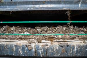 Faeces on grate under perches - With farms across Central and Northern Victoria, Valley Park Farms proudly markets themselves as being truly free range, no exceptions. On visiting their properties in the North Central Victorian town of Seymour however, we were met with a sight far from the image of 'happy hens' painted on their packaging.
At Valley Park Farms, tens of thousands of hens live in crowded, filthy sheds with only metal bars to perch on. Naturally, hens seek high places to roost but, in these cramped conditions, they are forced to fight for space on one of the faeces encrusted poles, which are arranged in tiers from the floor to the ceiling.
Hens were found with open wounds, likely from fighting and feather pecking, a symptom of overcrowded sheds. Many hens were missing feathers from their necks, tails and wings, also indicative of cramped sheds with no stimulation. To prevent feather pecking, newborn chicks have their beaks cut, either with a hot blade or a laser. However pecking and cannibalisation are still common, especially in cage free and free range systems.
The sickest and weakest hens sheltered underneath the stacks of perches and nesting boxes. Here, many also lay eggs and could be seen attempting to build nests and sit on eggs.
Egg laying hens are killed at 12-18 months of age, when their egg production begins to slow. Many don't make it that long. At Valley Park investigators found dead hens decomposing in the sheds, as well as bins of the dead, carelessly discarded alongside rubbish. A pile outside one of the sheds was full of bones and feathers. - Captured at Valley Park Seymour Farm 1 (Fyfe Family Eggs), Seymour VIC Australia.