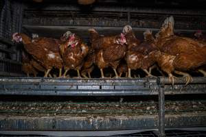 Free-Range Eggs Investigation 2025 - With farms across Central and Northern Victoria, Valley Park Farms proudly markets themselves as being truly free range, no exceptions. On visiting their properties in the North Central Victorian town of Seymour however, we were met with a sight far from the image of 'happy hens' painted on their packaging.
At Valley Park Farms, tens of thousands of hens live in crowded, filthy sheds with only metal bars to perch on. Naturally, hens seek high places to roost but, in these cramped conditions, they are forced to fight for space on one of the faeces encrusted poles, which are arranged in tiers from the floor to the ceiling.
Hens were found with open wounds, likely from fighting and feather pecking, a symptom of overcrowded sheds. Many hens were missing feathers from their necks, tails and wings, also indicative of cramped sheds with no stimulation. To prevent feather pecking, newborn chicks have their beaks cut, either with a hot blade or a laser. However pecking and cannibalisation are still common, especially in cage free and free range systems.
The sickest and weakest hens sheltered underneath the stacks of perches and nesting boxes. Here, many also lay eggs and could be seen attempting to build nests and sit on eggs.
Egg laying hens are killed at 12-18 months of age, when their egg production begins to slow. Many don't make it that long. At Valley Park investigators found dead hens decomposing in the sheds, as well as bins of the dead, carelessly discarded alongside rubbish. A pile outside one of the sheds was full of bones and feathers. - Captured at Valley Park Seymour Farm 1 (Fyfe Family Eggs), Seymour VIC Australia.