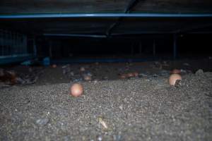 Eggs underneath perches in shed - With farms across Central and Northern Victoria, Valley Park Farms proudly markets themselves as being truly free range, no exceptions. On visiting their properties in the North Central Victorian town of Seymour however, we were met with a sight far from the image of 'happy hens' painted on their packaging.
At Valley Park Farms, tens of thousands of hens live in crowded, filthy sheds with only metal bars to perch on. Naturally, hens seek high places to roost but, in these cramped conditions, they are forced to fight for space on one of the faeces encrusted poles, which are arranged in tiers from the floor to the ceiling.
Hens were found with open wounds, likely from fighting and feather pecking, a symptom of overcrowded sheds. Many hens were missing feathers from their necks, tails and wings, also indicative of cramped sheds with no stimulation. To prevent feather pecking, newborn chicks have their beaks cut, either with a hot blade or a laser. However pecking and cannibalisation are still common, especially in cage free and free range systems.
The sickest and weakest hens sheltered underneath the stacks of perches and nesting boxes. Here, many also lay eggs and could be seen attempting to build nests and sit on eggs.
Egg laying hens are killed at 12-18 months of age, when their egg production begins to slow. Many don't make it that long. At Valley Park investigators found dead hens decomposing in the sheds, as well as bins of the dead, carelessly discarded alongside rubbish. A pile outside one of the sheds was full of bones and feathers. - Captured at Valley Park Seymour Farm 1 (Fyfe Family Eggs), Seymour VIC Australia.