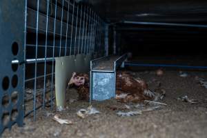 Hen hiding underneath the perches in free-range shed. - With farms across Central and Northern Victoria, Valley Park Farms proudly markets themselves as being truly free range, no exceptions. On visiting their properties in the North Central Victorian town of Seymour however, we were met with a sight far from the image of 'happy hens' painted on their packaging.
At Valley Park Farms, tens of thousands of hens live in crowded, filthy sheds with only metal bars to perch on. Naturally, hens seek high places to roost but, in these cramped conditions, they are forced to fight for space on one of the faeces encrusted poles, which are arranged in tiers from the floor to the ceiling.
Hens were found with open wounds, likely from fighting and feather pecking, a symptom of overcrowded sheds. Many hens were missing feathers from their necks, tails and wings, also indicative of cramped sheds with no stimulation. To prevent feather pecking, newborn chicks have their beaks cut, either with a hot blade or a laser. However pecking and cannibalisation are still common, especially in cage free and free range systems.
The sickest and weakest hens sheltered underneath the stacks of perches and nesting boxes. Here, many also lay eggs and could be seen attempting to build nests and sit on eggs.
Egg laying hens are killed at 12-18 months of age, when their egg production begins to slow. Many don't make it that long. At Valley Park investigators found dead hens decomposing in the sheds, as well as bins of the dead, carelessly discarded alongside rubbish. A pile outside one of the sheds was full of bones and feathers. - Captured at Valley Park Seymour Farm 1 (Fyfe Family Eggs), Seymour VIC Australia.