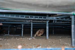 Unwell hen under perches in free-range shed - With farms across Central and Northern Victoria, Valley Park Farms proudly markets themselves as being truly free range, no exceptions. On visiting their properties in the North Central Victorian town of Seymour however, we were met with a sight far from the image of 'happy hens' painted on their packaging.
At Valley Park Farms, tens of thousands of hens live in crowded, filthy sheds with only metal bars to perch on. Naturally, hens seek high places to roost but, in these cramped conditions, they are forced to fight for space on one of the faeces encrusted poles, which are arranged in tiers from the floor to the ceiling.
Hens were found with open wounds, likely from fighting and feather pecking, a symptom of overcrowded sheds. Many hens were missing feathers from their necks, tails and wings, also indicative of cramped sheds with no stimulation. To prevent feather pecking, newborn chicks have their beaks cut, either with a hot blade or a laser. However pecking and cannibalisation are still common, especially in cage free and free range systems.
The sickest and weakest hens sheltered underneath the stacks of perches and nesting boxes. Here, many also lay eggs and could be seen attempting to build nests and sit on eggs.
Egg laying hens are killed at 12-18 months of age, when their egg production begins to slow. Many don't make it that long. At Valley Park investigators found dead hens decomposing in the sheds, as well as bins of the dead, carelessly discarded alongside rubbish. A pile outside one of the sheds was full of bones and feathers. - Captured at Valley Park Seymour Farm 1 (Fyfe Family Eggs), Seymour VIC Australia.