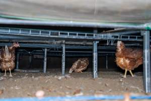 Unwell hen under perches in free-range shed - With farms across Central and Northern Victoria, Valley Park Farms proudly markets themselves as being truly free range, no exceptions. On visiting their properties in the North Central Victorian town of Seymour however, we were met with a sight far from the image of 'happy hens' painted on their packaging.
At Valley Park Farms, tens of thousands of hens live in crowded, filthy sheds with only metal bars to perch on. Naturally, hens seek high places to roost but, in these cramped conditions, they are forced to fight for space on one of the faeces encrusted poles, which are arranged in tiers from the floor to the ceiling.
Hens were found with open wounds, likely from fighting and feather pecking, a symptom of overcrowded sheds. Many hens were missing feathers from their necks, tails and wings, also indicative of cramped sheds with no stimulation. To prevent feather pecking, newborn chicks have their beaks cut, either with a hot blade or a laser. However pecking and cannibalisation are still common, especially in cage free and free range systems.
The sickest and weakest hens sheltered underneath the stacks of perches and nesting boxes. Here, many also lay eggs and could be seen attempting to build nests and sit on eggs.
Egg laying hens are killed at 12-18 months of age, when their egg production begins to slow. Many don't make it that long. At Valley Park investigators found dead hens decomposing in the sheds, as well as bins of the dead, carelessly discarded alongside rubbish. A pile outside one of the sheds was full of bones and feathers. - Captured at Valley Park Seymour Farm 1 (Fyfe Family Eggs), Seymour VIC Australia.