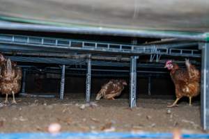 Unwell hen under perches in free-range shed - With farms across Central and Northern Victoria, Valley Park Farms proudly markets themselves as being truly free range, no exceptions. On visiting their properties in the North Central Victorian town of Seymour however, we were met with a sight far from the image of 'happy hens' painted on their packaging.
At Valley Park Farms, tens of thousands of hens live in crowded, filthy sheds with only metal bars to perch on. Naturally, hens seek high places to roost but, in these cramped conditions, they are forced to fight for space on one of the faeces encrusted poles, which are arranged in tiers from the floor to the ceiling.
Hens were found with open wounds, likely from fighting and feather pecking, a symptom of overcrowded sheds. Many hens were missing feathers from their necks, tails and wings, also indicative of cramped sheds with no stimulation. To prevent feather pecking, newborn chicks have their beaks cut, either with a hot blade or a laser. However pecking and cannibalisation are still common, especially in cage free and free range systems.
The sickest and weakest hens sheltered underneath the stacks of perches and nesting boxes. Here, many also lay eggs and could be seen attempting to build nests and sit on eggs.
Egg laying hens are killed at 12-18 months of age, when their egg production begins to slow. Many don't make it that long. At Valley Park investigators found dead hens decomposing in the sheds, as well as bins of the dead, carelessly discarded alongside rubbish. A pile outside one of the sheds was full of bones and feathers. - Captured at Valley Park Seymour Farm 1 (Fyfe Family Eggs), Seymour VIC Australia.