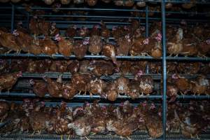 Crowded free-range shed - With farms across Central and Northern Victoria, Valley Park Farms proudly markets themselves as being truly free range, no exceptions. On visiting their properties in the North Central Victorian town of Seymour however, we were met with a sight far from the image of 'happy hens' painted on their packaging.
At Valley Park Farms, tens of thousands of hens live in crowded, filthy sheds with only metal bars to perch on. Naturally, hens seek high places to roost but, in these cramped conditions, they are forced to fight for space on one of the faeces encrusted poles, which are arranged in tiers from the floor to the ceiling.
Hens were found with open wounds, likely from fighting and feather pecking, a symptom of overcrowded sheds. Many hens were missing feathers from their necks, tails and wings, also indicative of cramped sheds with no stimulation. To prevent feather pecking, newborn chicks have their beaks cut, either with a hot blade or a laser. However pecking and cannibalisation are still common, especially in cage free and free range systems.
The sickest and weakest hens sheltered underneath the stacks of perches and nesting boxes. Here, many also lay eggs and could be seen attempting to build nests and sit on eggs.
Egg laying hens are killed at 12-18 months of age, when their egg production begins to slow. Many don't make it that long. At Valley Park investigators found dead hens decomposing in the sheds, as well as bins of the dead, carelessly discarded alongside rubbish. A pile outside one of the sheds was full of bones and feathers. - Captured at Valley Park Seymour Farm 1 (Fyfe Family Eggs), Seymour VIC Australia.