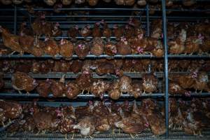 Crowded free-range shed - With farms across Central and Northern Victoria, Valley Park Farms proudly markets themselves as being truly free range, no exceptions. On visiting their properties in the North Central Victorian town of Seymour however, we were met with a sight far from the image of 'happy hens' painted on their packaging.
At Valley Park Farms, tens of thousands of hens live in crowded, filthy sheds with only metal bars to perch on. Naturally, hens seek high places to roost but, in these cramped conditions, they are forced to fight for space on one of the faeces encrusted poles, which are arranged in tiers from the floor to the ceiling.
Hens were found with open wounds, likely from fighting and feather pecking, a symptom of overcrowded sheds. Many hens were missing feathers from their necks, tails and wings, also indicative of cramped sheds with no stimulation. To prevent feather pecking, newborn chicks have their beaks cut, either with a hot blade or a laser. However pecking and cannibalisation are still common, especially in cage free and free range systems.
The sickest and weakest hens sheltered underneath the stacks of perches and nesting boxes. Here, many also lay eggs and could be seen attempting to build nests and sit on eggs.
Egg laying hens are killed at 12-18 months of age, when their egg production begins to slow. Many don't make it that long. At Valley Park investigators found dead hens decomposing in the sheds, as well as bins of the dead, carelessly discarded alongside rubbish. A pile outside one of the sheds was full of bones and feathers. - Captured at Valley Park Seymour Farm 1 (Fyfe Family Eggs), Seymour VIC Australia.