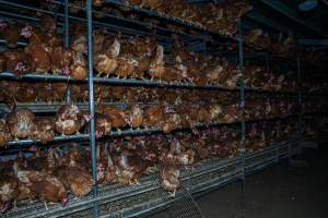 Crowded free-range shed - With farms across Central and Northern Victoria, Valley Park Farms proudly markets themselves as being truly free range, no exceptions. On visiting their properties in the North Central Victorian town of Seymour however, we were met with a sight far from the image of 'happy hens' painted on their packaging.
At Valley Park Farms, tens of thousands of hens live in crowded, filthy sheds with only metal bars to perch on. Naturally, hens seek high places to roost but, in these cramped conditions, they are forced to fight for space on one of the faeces encrusted poles, which are arranged in tiers from the floor to the ceiling.
Hens were found with open wounds, likely from fighting and feather pecking, a symptom of overcrowded sheds. Many hens were missing feathers from their necks, tails and wings, also indicative of cramped sheds with no stimulation. To prevent feather pecking, newborn chicks have their beaks cut, either with a hot blade or a laser. However pecking and cannibalisation are still common, especially in cage free and free range systems.
The sickest and weakest hens sheltered underneath the stacks of perches and nesting boxes. Here, many also lay eggs and could be seen attempting to build nests and sit on eggs.
Egg laying hens are killed at 12-18 months of age, when their egg production begins to slow. Many don't make it that long. At Valley Park investigators found dead hens decomposing in the sheds, as well as bins of the dead, carelessly discarded alongside rubbish. A pile outside one of the sheds was full of bones and feathers. - Captured at Valley Park Seymour Farm 1 (Fyfe Family Eggs), Seymour VIC Australia.