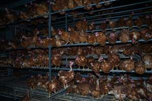 Crowded free-range shed - With farms across Central and Northern Victoria, Valley Park Farms proudly markets themselves as being truly free range, no exceptions. On visiting their properties in the North Central Victorian town of Seymour however, we were met with a sight far from the image of 'happy hens' painted on their packaging.
At Valley Park Farms, tens of thousands of hens live in crowded, filthy sheds with only metal bars to perch on. Naturally, hens seek high places to roost but, in these cramped conditions, they are forced to fight for space on one of the faeces encrusted poles, which are arranged in tiers from the floor to the ceiling.
Hens were found with open wounds, likely from fighting and feather pecking, a symptom of overcrowded sheds. Many hens were missing feathers from their necks, tails and wings, also indicative of cramped sheds with no stimulation. To prevent feather pecking, newborn chicks have their beaks cut, either with a hot blade or a laser. However pecking and cannibalisation are still common, especially in cage free and free range systems.
The sickest and weakest hens sheltered underneath the stacks of perches and nesting boxes. Here, many also lay eggs and could be seen attempting to build nests and sit on eggs.
Egg laying hens are killed at 12-18 months of age, when their egg production begins to slow. Many don't make it that long. At Valley Park investigators found dead hens decomposing in the sheds, as well as bins of the dead, carelessly discarded alongside rubbish. A pile outside one of the sheds was full of bones and feathers. - Captured at Valley Park Seymour Farm 1 (Fyfe Family Eggs), Seymour VIC Australia.
