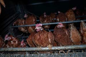Hen perching in shed - With farms across Central and Northern Victoria, Valley Park Farms proudly markets themselves as being truly free range, no exceptions. On visiting their properties in the North Central Victorian town of Seymour however, we were met with a sight far from the image of 'happy hens' painted on their packaging.
At Valley Park Farms, tens of thousands of hens live in crowded, filthy sheds with only metal bars to perch on. Naturally, hens seek high places to roost but, in these cramped conditions, they are forced to fight for space on one of the faeces encrusted poles, which are arranged in tiers from the floor to the ceiling.
Hens were found with open wounds, likely from fighting and feather pecking, a symptom of overcrowded sheds. Many hens were missing feathers from their necks, tails and wings, also indicative of cramped sheds with no stimulation. To prevent feather pecking, newborn chicks have their beaks cut, either with a hot blade or a laser. However pecking and cannibalisation are still common, especially in cage free and free range systems.
The sickest and weakest hens sheltered underneath the stacks of perches and nesting boxes. Here, many also lay eggs and could be seen attempting to build nests and sit on eggs.
Egg laying hens are killed at 12-18 months of age, when their egg production begins to slow. Many don't make it that long. At Valley Park investigators found dead hens decomposing in the sheds, as well as bins of the dead, carelessly discarded alongside rubbish. A pile outside one of the sheds was full of bones and feathers. - Captured at Valley Park Seymour Farm 1 (Fyfe Family Eggs), Seymour VIC Australia.