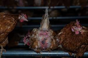 Egg-bound hen with injured behind - With farms across Central and Northern Victoria, Valley Park Farms proudly markets themselves as being truly free range, no exceptions. On visiting their properties in the North Central Victorian town of Seymour however, we were met with a sight far from the image of 'happy hens' painted on their packaging.
At Valley Park Farms, tens of thousands of hens live in crowded, filthy sheds with only metal bars to perch on. Naturally, hens seek high places to roost but, in these cramped conditions, they are forced to fight for space on one of the faeces encrusted poles, which are arranged in tiers from the floor to the ceiling.
Hens were found with open wounds, likely from fighting and feather pecking, a symptom of overcrowded sheds. Many hens were missing feathers from their necks, tails and wings, also indicative of cramped sheds with no stimulation. To prevent feather pecking, newborn chicks have their beaks cut, either with a hot blade or a laser. However pecking and cannibalisation are still common, especially in cage free and free range systems.
The sickest and weakest hens sheltered underneath the stacks of perches and nesting boxes. Here, many also lay eggs and could be seen attempting to build nests and sit on eggs.
Egg laying hens are killed at 12-18 months of age, when their egg production begins to slow. Many don't make it that long. At Valley Park investigators found dead hens decomposing in the sheds, as well as bins of the dead, carelessly discarded alongside rubbish. A pile outside one of the sheds was full of bones and feathers. - Captured at Valley Park Seymour Farm 1 (Fyfe Family Eggs), Seymour VIC Australia.