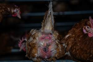 Egg-bound hen with injured behind - With farms across Central and Northern Victoria, Valley Park Farms proudly markets themselves as being truly free range, no exceptions. On visiting their properties in the North Central Victorian town of Seymour however, we were met with a sight far from the image of 'happy hens' painted on their packaging.

At Valley Park Farms, tens of thousands of hens live in crowded, filthy sheds with only metal bars to perch on. Naturally, hens seek high places to roost but, in these cramped conditions, they are forced to fight for space on one of the faeces encrusted poles, which are arranged in tiers from the floor to the ceiling. 

Hens were found with open wounds, likely from fighting and feather pecking, a symptom of overcrowded sheds. Many hens were missing feathers from their necks, tails and wings, also indicative of cramped sheds with no stimulation. To prevent feather pecking, newborn chicks have their beaks cut, either with a hot blade or a laser. However pecking and cannibalisation are still common, especially in cage free and free range systems.

The sickest and weakest hens sheltered underneath the stacks of perches and nesting boxes. Here, many also lay eggs and could be seen attempting to build nests and sit on eggs. 

Egg laying hens are killed at 12-18 months of age, when their egg production begins to slow. Many don't make it that long. At Valley Park investigators found dead hens decomposing in the sheds, as well as bins of the dead, carelessly discarded alongside rubbish. A pile outside one of the sheds was full of bones and feathers. - Captured at Valley Park Seymour Farm 1 (Fyfe Family Eggs), Seymour VIC Australia.