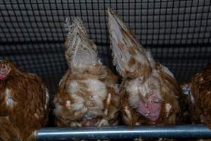 Hens with missing feathers - With farms across Central and Northern Victoria, Valley Park Farms proudly markets themselves as being truly free range, no exceptions. On visiting their properties in the North Central Victorian town of Seymour however, we were met with a sight far from the image of 'happy hens' painted on their packaging.
At Valley Park Farms, tens of thousands of hens live in crowded, filthy sheds with only metal bars to perch on. Naturally, hens seek high places to roost but, in these cramped conditions, they are forced to fight for space on one of the faeces encrusted poles, which are arranged in tiers from the floor to the ceiling.
Hens were found with open wounds, likely from fighting and feather pecking, a symptom of overcrowded sheds. Many hens were missing feathers from their necks, tails and wings, also indicative of cramped sheds with no stimulation. To prevent feather pecking, newborn chicks have their beaks cut, either with a hot blade or a laser. However pecking and cannibalisation are still common, especially in cage free and free range systems.
The sickest and weakest hens sheltered underneath the stacks of perches and nesting boxes. Here, many also lay eggs and could be seen attempting to build nests and sit on eggs.
Egg laying hens are killed at 12-18 months of age, when their egg production begins to slow. Many don't make it that long. At Valley Park investigators found dead hens decomposing in the sheds, as well as bins of the dead, carelessly discarded alongside rubbish. A pile outside one of the sheds was full of bones and feathers. - Captured at Valley Park Seymour Farm 1 (Fyfe Family Eggs), Seymour VIC Australia.