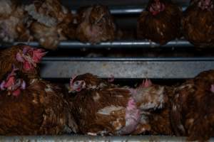 Hens with missing feathers - With farms across Central and Northern Victoria, Valley Park Farms proudly markets themselves as being truly free range, no exceptions. On visiting their properties in the North Central Victorian town of Seymour however, we were met with a sight far from the image of 'happy hens' painted on their packaging.
At Valley Park Farms, tens of thousands of hens live in crowded, filthy sheds with only metal bars to perch on. Naturally, hens seek high places to roost but, in these cramped conditions, they are forced to fight for space on one of the faeces encrusted poles, which are arranged in tiers from the floor to the ceiling.
Hens were found with open wounds, likely from fighting and feather pecking, a symptom of overcrowded sheds. Many hens were missing feathers from their necks, tails and wings, also indicative of cramped sheds with no stimulation. To prevent feather pecking, newborn chicks have their beaks cut, either with a hot blade or a laser. However pecking and cannibalisation are still common, especially in cage free and free range systems.
The sickest and weakest hens sheltered underneath the stacks of perches and nesting boxes. Here, many also lay eggs and could be seen attempting to build nests and sit on eggs.
Egg laying hens are killed at 12-18 months of age, when their egg production begins to slow. Many don't make it that long. At Valley Park investigators found dead hens decomposing in the sheds, as well as bins of the dead, carelessly discarded alongside rubbish. A pile outside one of the sheds was full of bones and feathers. - Captured at Valley Park Seymour Farm 1 (Fyfe Family Eggs), Seymour VIC Australia.