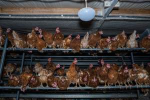 Free-range shed - With farms across Central and Northern Victoria, Valley Park Farms proudly markets themselves as being truly free range, no exceptions. On visiting their properties in the North Central Victorian town of Seymour however, we were met with a sight far from the image of 'happy hens' painted on their packaging.
At Valley Park Farms, tens of thousands of hens live in crowded, filthy sheds with only metal bars to perch on. Naturally, hens seek high places to roost but, in these cramped conditions, they are forced to fight for space on one of the faeces encrusted poles, which are arranged in tiers from the floor to the ceiling.
Hens were found with open wounds, likely from fighting and feather pecking, a symptom of overcrowded sheds. Many hens were missing feathers from their necks, tails and wings, also indicative of cramped sheds with no stimulation. To prevent feather pecking, newborn chicks have their beaks cut, either with a hot blade or a laser. However pecking and cannibalisation are still common, especially in cage free and free range systems.
The sickest and weakest hens sheltered underneath the stacks of perches and nesting boxes. Here, many also lay eggs and could be seen attempting to build nests and sit on eggs.
Egg laying hens are killed at 12-18 months of age, when their egg production begins to slow. Many don't make it that long. At Valley Park investigators found dead hens decomposing in the sheds, as well as bins of the dead, carelessly discarded alongside rubbish. A pile outside one of the sheds was full of bones and feathers. - Captured at Valley Park Seymour Farm 1 (Fyfe Family Eggs), Seymour VIC Australia.