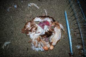Dead hen with eggs - With farms across Central and Northern Victoria, Valley Park Farms proudly markets themselves as being truly free range, no exceptions. On visiting their properties in the North Central Victorian town of Seymour however, we were met with a sight far from the image of 'happy hens' painted on their packaging.
At Valley Park Farms, tens of thousands of hens live in crowded, filthy sheds with only metal bars to perch on. Naturally, hens seek high places to roost but, in these cramped conditions, they are forced to fight for space on one of the faeces encrusted poles, which are arranged in tiers from the floor to the ceiling.
Hens were found with open wounds, likely from fighting and feather pecking, a symptom of overcrowded sheds. Many hens were missing feathers from their necks, tails and wings, also indicative of cramped sheds with no stimulation. To prevent feather pecking, newborn chicks have their beaks cut, either with a hot blade or a laser. However pecking and cannibalisation are still common, especially in cage free and free range systems.
The sickest and weakest hens sheltered underneath the stacks of perches and nesting boxes. Here, many also lay eggs and could be seen attempting to build nests and sit on eggs.
Egg laying hens are killed at 12-18 months of age, when their egg production begins to slow. Many don't make it that long. At Valley Park investigators found dead hens decomposing in the sheds, as well as bins of the dead, carelessly discarded alongside rubbish. A pile outside one of the sheds was full of bones and feathers. - Captured at Valley Park Seymour Farm 3 (Fyfe Family Eggs), Seymour VIC Australia.
