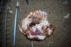 Dead hen with eggs - With farms across Central and Northern Victoria, Valley Park Farms proudly markets themselves as being truly free range, no exceptions. On visiting their properties in the North Central Victorian town of Seymour however, we were met with a sight far from the image of 'happy hens' painted on their packaging.
At Valley Park Farms, tens of thousands of hens live in crowded, filthy sheds with only metal bars to perch on. Naturally, hens seek high places to roost but, in these cramped conditions, they are forced to fight for space on one of the faeces encrusted poles, which are arranged in tiers from the floor to the ceiling.
Hens were found with open wounds, likely from fighting and feather pecking, a symptom of overcrowded sheds. Many hens were missing feathers from their necks, tails and wings, also indicative of cramped sheds with no stimulation. To prevent feather pecking, newborn chicks have their beaks cut, either with a hot blade or a laser. However pecking and cannibalisation are still common, especially in cage free and free range systems.
The sickest and weakest hens sheltered underneath the stacks of perches and nesting boxes. Here, many also lay eggs and could be seen attempting to build nests and sit on eggs.
Egg laying hens are killed at 12-18 months of age, when their egg production begins to slow. Many don't make it that long. At Valley Park investigators found dead hens decomposing in the sheds, as well as bins of the dead, carelessly discarded alongside rubbish. A pile outside one of the sheds was full of bones and feathers. - Captured at Valley Park Seymour Farm 3 (Fyfe Family Eggs), Seymour VIC Australia.