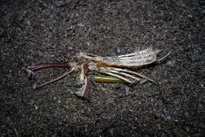 Wing on floor of shed - With farms across Central and Northern Victoria, Valley Park Farms proudly markets themselves as being truly free range, no exceptions. On visiting their properties in the North Central Victorian town of Seymour however, we were met with a sight far from the image of 'happy hens' painted on their packaging.
At Valley Park Farms, tens of thousands of hens live in crowded, filthy sheds with only metal bars to perch on. Naturally, hens seek high places to roost but, in these cramped conditions, they are forced to fight for space on one of the faeces encrusted poles, which are arranged in tiers from the floor to the ceiling.
Hens were found with open wounds, likely from fighting and feather pecking, a symptom of overcrowded sheds. Many hens were missing feathers from their necks, tails and wings, also indicative of cramped sheds with no stimulation. To prevent feather pecking, newborn chicks have their beaks cut, either with a hot blade or a laser. However pecking and cannibalisation are still common, especially in cage free and free range systems.
The sickest and weakest hens sheltered underneath the stacks of perches and nesting boxes. Here, many also lay eggs and could be seen attempting to build nests and sit on eggs.
Egg laying hens are killed at 12-18 months of age, when their egg production begins to slow. Many don't make it that long. At Valley Park investigators found dead hens decomposing in the sheds, as well as bins of the dead, carelessly discarded alongside rubbish. A pile outside one of the sheds was full of bones and feathers. - Captured at Valley Park Seymour Farm 3 (Fyfe Family Eggs), Seymour VIC Australia.