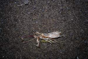 Wing on floor of shed - With farms across Central and Northern Victoria, Valley Park Farms proudly markets themselves as being truly free range, no exceptions. On visiting their properties in the North Central Victorian town of Seymour however, we were met with a sight far from the image of 'happy hens' painted on their packaging.
At Valley Park Farms, tens of thousands of hens live in crowded, filthy sheds with only metal bars to perch on. Naturally, hens seek high places to roost but, in these cramped conditions, they are forced to fight for space on one of the faeces encrusted poles, which are arranged in tiers from the floor to the ceiling.
Hens were found with open wounds, likely from fighting and feather pecking, a symptom of overcrowded sheds. Many hens were missing feathers from their necks, tails and wings, also indicative of cramped sheds with no stimulation. To prevent feather pecking, newborn chicks have their beaks cut, either with a hot blade or a laser. However pecking and cannibalisation are still common, especially in cage free and free range systems.
The sickest and weakest hens sheltered underneath the stacks of perches and nesting boxes. Here, many also lay eggs and could be seen attempting to build nests and sit on eggs.
Egg laying hens are killed at 12-18 months of age, when their egg production begins to slow. Many don't make it that long. At Valley Park investigators found dead hens decomposing in the sheds, as well as bins of the dead, carelessly discarded alongside rubbish. A pile outside one of the sheds was full of bones and feathers. - Captured at Valley Park Seymour Farm 3 (Fyfe Family Eggs), Seymour VIC Australia.