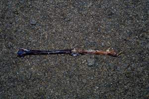 Bone on floor of shed - With farms across Central and Northern Victoria, Valley Park Farms proudly markets themselves as being truly free range, no exceptions. On visiting their properties in the North Central Victorian town of Seymour however, we were met with a sight far from the image of 'happy hens' painted on their packaging.
At Valley Park Farms, tens of thousands of hens live in crowded, filthy sheds with only metal bars to perch on. Naturally, hens seek high places to roost but, in these cramped conditions, they are forced to fight for space on one of the faeces encrusted poles, which are arranged in tiers from the floor to the ceiling.
Hens were found with open wounds, likely from fighting and feather pecking, a symptom of overcrowded sheds. Many hens were missing feathers from their necks, tails and wings, also indicative of cramped sheds with no stimulation. To prevent feather pecking, newborn chicks have their beaks cut, either with a hot blade or a laser. However pecking and cannibalisation are still common, especially in cage free and free range systems.
The sickest and weakest hens sheltered underneath the stacks of perches and nesting boxes. Here, many also lay eggs and could be seen attempting to build nests and sit on eggs.
Egg laying hens are killed at 12-18 months of age, when their egg production begins to slow. Many don't make it that long. At Valley Park investigators found dead hens decomposing in the sheds, as well as bins of the dead, carelessly discarded alongside rubbish. A pile outside one of the sheds was full of bones and feathers. - Captured at Valley Park Seymour Farm 3 (Fyfe Family Eggs), Seymour VIC Australia.