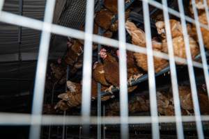 Free-range section - With farms across Central and Northern Victoria, Valley Park Farms proudly markets themselves as being truly free range, no exceptions. On visiting their properties in the North Central Victorian town of Seymour however, we were met with a sight far from the image of 'happy hens' painted on their packaging.
At Valley Park Farms, tens of thousands of hens live in crowded, filthy sheds with only metal bars to perch on. Naturally, hens seek high places to roost but, in these cramped conditions, they are forced to fight for space on one of the faeces encrusted poles, which are arranged in tiers from the floor to the ceiling.
Hens were found with open wounds, likely from fighting and feather pecking, a symptom of overcrowded sheds. Many hens were missing feathers from their necks, tails and wings, also indicative of cramped sheds with no stimulation. To prevent feather pecking, newborn chicks have their beaks cut, either with a hot blade or a laser. However pecking and cannibalisation are still common, especially in cage free and free range systems.
The sickest and weakest hens sheltered underneath the stacks of perches and nesting boxes. Here, many also lay eggs and could be seen attempting to build nests and sit on eggs.
Egg laying hens are killed at 12-18 months of age, when their egg production begins to slow. Many don't make it that long. At Valley Park investigators found dead hens decomposing in the sheds, as well as bins of the dead, carelessly discarded alongside rubbish. A pile outside one of the sheds was full of bones and feathers. - Captured at Valley Park Seymour Farm 3 (Fyfe Family Eggs), Seymour VIC Australia.