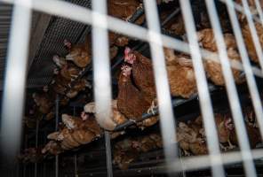 Free-range section - With farms across Central and Northern Victoria, Valley Park Farms proudly markets themselves as being truly free range, no exceptions. On visiting their properties in the North Central Victorian town of Seymour however, we were met with a sight far from the image of 'happy hens' painted on their packaging.
At Valley Park Farms, tens of thousands of hens live in crowded, filthy sheds with only metal bars to perch on. Naturally, hens seek high places to roost but, in these cramped conditions, they are forced to fight for space on one of the faeces encrusted poles, which are arranged in tiers from the floor to the ceiling.
Hens were found with open wounds, likely from fighting and feather pecking, a symptom of overcrowded sheds. Many hens were missing feathers from their necks, tails and wings, also indicative of cramped sheds with no stimulation. To prevent feather pecking, newborn chicks have their beaks cut, either with a hot blade or a laser. However pecking and cannibalisation are still common, especially in cage free and free range systems.
The sickest and weakest hens sheltered underneath the stacks of perches and nesting boxes. Here, many also lay eggs and could be seen attempting to build nests and sit on eggs.
Egg laying hens are killed at 12-18 months of age, when their egg production begins to slow. Many don't make it that long. At Valley Park investigators found dead hens decomposing in the sheds, as well as bins of the dead, carelessly discarded alongside rubbish. A pile outside one of the sheds was full of bones and feathers. - Captured at Valley Park Seymour Farm 3 (Fyfe Family Eggs), Seymour VIC Australia.