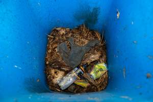 Dead hens and feathers in rubbish bin - With farms across Central and Northern Victoria, Valley Park Farms proudly markets themselves as being truly free range, no exceptions. On visiting their properties in the North Central Victorian town of Seymour however, we were met with a sight far from the image of 'happy hens' painted on their packaging.
At Valley Park Farms, tens of thousands of hens live in crowded, filthy sheds with only metal bars to perch on. Naturally, hens seek high places to roost but, in these cramped conditions, they are forced to fight for space on one of the faeces encrusted poles, which are arranged in tiers from the floor to the ceiling.
Hens were found with open wounds, likely from fighting and feather pecking, a symptom of overcrowded sheds. Many hens were missing feathers from their necks, tails and wings, also indicative of cramped sheds with no stimulation. To prevent feather pecking, newborn chicks have their beaks cut, either with a hot blade or a laser. However pecking and cannibalisation are still common, especially in cage free and free range systems.
The sickest and weakest hens sheltered underneath the stacks of perches and nesting boxes. Here, many also lay eggs and could be seen attempting to build nests and sit on eggs.
Egg laying hens are killed at 12-18 months of age, when their egg production begins to slow. Many don't make it that long. At Valley Park investigators found dead hens decomposing in the sheds, as well as bins of the dead, carelessly discarded alongside rubbish. A pile outside one of the sheds was full of bones and feathers. - Captured at Valley Park Seymour Farm 3 (Fyfe Family Eggs), Seymour VIC Australia.