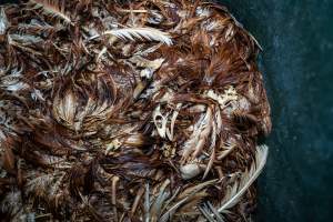 Dead hens in rubbish bin - With farms across Central and Northern Victoria, Valley Park Farms proudly markets themselves as being truly free range, no exceptions. On visiting their properties in the North Central Victorian town of Seymour however, we were met with a sight far from the image of 'happy hens' painted on their packaging.
At Valley Park Farms, tens of thousands of hens live in crowded, filthy sheds with only metal bars to perch on. Naturally, hens seek high places to roost but, in these cramped conditions, they are forced to fight for space on one of the faeces encrusted poles, which are arranged in tiers from the floor to the ceiling.
Hens were found with open wounds, likely from fighting and feather pecking, a symptom of overcrowded sheds. Many hens were missing feathers from their necks, tails and wings, also indicative of cramped sheds with no stimulation. To prevent feather pecking, newborn chicks have their beaks cut, either with a hot blade or a laser. However pecking and cannibalisation are still common, especially in cage free and free range systems.
The sickest and weakest hens sheltered underneath the stacks of perches and nesting boxes. Here, many also lay eggs and could be seen attempting to build nests and sit on eggs.
Egg laying hens are killed at 12-18 months of age, when their egg production begins to slow. Many don't make it that long. At Valley Park investigators found dead hens decomposing in the sheds, as well as bins of the dead, carelessly discarded alongside rubbish. A pile outside one of the sheds was full of bones and feathers. - Captured at Valley Park Seymour Farm 3 (Fyfe Family Eggs), Seymour VIC Australia.