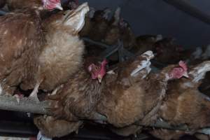 Free-Range Eggs Investigation 2025 - Farm Pride supplies free range and cage free eggs to major supermarkets under their own brand and is also a supplier for Coles brand free range eggs. Their Bears Lagoon farm supplies free range eggs from a system described by The Age as 'intensive free-range farming.'
In these sheds tens of thousands of birds struggle for space in filthy sheds. Hens showed evidence of reproductive illnesses and feather pecking, including missing feathers from their wings and necks. One chicken was filmed with a twisted, deformed leg, while others showed clear signs of being bullied by being pecked by other chickens.
Naturally, hens would form small groups with an established 'pecking order', however in these sheds, tens of thousands of birds are packed tightly together with only metal bars to perch on. This causes aggression, fighting and even cannibalisation which is recognised as the second most common cause of death on free range egg farms. - Captured at Farm Pride Bears Lagoon - Site 1, Bears Lagoon VIC Australia.