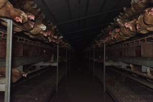 Perches in a free-range shed - Farm Pride supplies free range and cage free eggs to major supermarkets under their own brand and is also a supplier for Coles brand free range eggs. Their Bears Lagoon farm supplies free range eggs from a system described by The Age as 'intensive free-range farming.'
In these sheds tens of thousands of birds struggle for space in filthy sheds. Hens showed evidence of reproductive illnesses and feather pecking, including missing feathers from their wings and necks. One chicken was filmed with a twisted, deformed leg, while others showed clear signs of being bullied by being pecked by other chickens.
Naturally, hens would form small groups with an established 'pecking order', however in these sheds, tens of thousands of birds are packed tightly together with only metal bars to perch on. This causes aggression, fighting and even cannibalisation which is recognised as the second most common cause of death on free range egg farms. - Captured at Farm Pride Bears Lagoon - Site 1, Bears Lagoon VIC Australia.