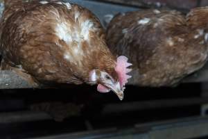 Free-Range Eggs Investigation 2025 - Farm Pride supplies free range and cage free eggs to major supermarkets under their own brand and is also a supplier for Coles brand free range eggs. Their Bears Lagoon farm supplies free range eggs from a system described by The Age as 'intensive free-range farming.'
In these sheds tens of thousands of birds struggle for space in filthy sheds. Hens showed evidence of reproductive illnesses and feather pecking, including missing feathers from their wings and necks. One chicken was filmed with a twisted, deformed leg, while others showed clear signs of being bullied by being pecked by other chickens.
Naturally, hens would form small groups with an established 'pecking order', however in these sheds, tens of thousands of birds are packed tightly together with only metal bars to perch on. This causes aggression, fighting and even cannibalisation which is recognised as the second most common cause of death on free range egg farms. - Captured at Farm Pride Bears Lagoon - Site 1, Bears Lagoon VIC Australia.