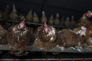 Free-Range Eggs Investigation 2025 - Farm Pride supplies free range and cage free eggs to major supermarkets under their own brand and is also a supplier for Coles brand free range eggs. Their Bears Lagoon farm supplies free range eggs from a system described by The Age as 'intensive free-range farming.'
In these sheds tens of thousands of birds struggle for space in filthy sheds. Hens showed evidence of reproductive illnesses and feather pecking, including missing feathers from their wings and necks. One chicken was filmed with a twisted, deformed leg, while others showed clear signs of being bullied by being pecked by other chickens.
Naturally, hens would form small groups with an established 'pecking order', however in these sheds, tens of thousands of birds are packed tightly together with only metal bars to perch on. This causes aggression, fighting and even cannibalisation which is recognised as the second most common cause of death on free range egg farms. - Captured at Farm Pride Bears Lagoon - Site 1, Bears Lagoon VIC Australia.