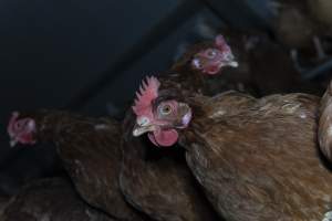 Free-Range Eggs Investigation 2025 - Farm Pride supplies free range and cage free eggs to major supermarkets under their own brand and is also a supplier for Coles brand free range eggs. Their Bears Lagoon farm supplies free range eggs from a system described by The Age as 'intensive free-range farming.'
In these sheds tens of thousands of birds struggle for space in filthy sheds. Hens showed evidence of reproductive illnesses and feather pecking, including missing feathers from their wings and necks. One chicken was filmed with a twisted, deformed leg, while others showed clear signs of being bullied by being pecked by other chickens.
Naturally, hens would form small groups with an established 'pecking order', however in these sheds, tens of thousands of birds are packed tightly together with only metal bars to perch on. This causes aggression, fighting and even cannibalisation which is recognised as the second most common cause of death on free range egg farms. - Captured at Farm Pride Bears Lagoon - Site 1, Bears Lagoon VIC Australia.